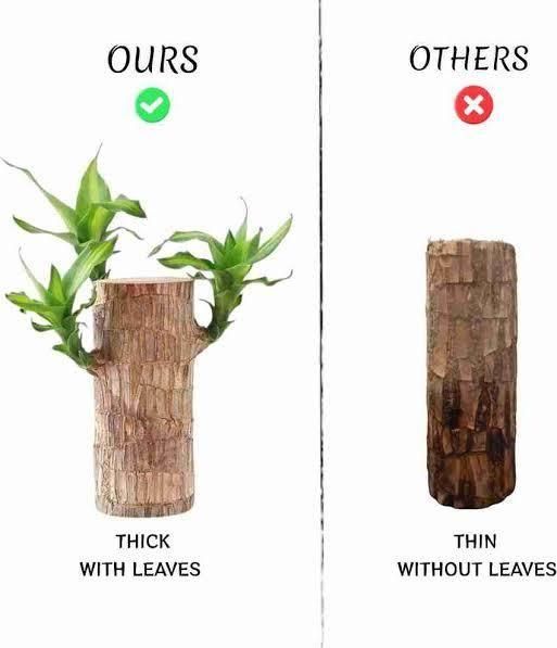 Brazilian Lucky Wood, Mini Home Plant Decorations